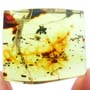 Rare Weevil In Dominican Amber