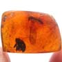 Rare Weevil In Dominican Amber