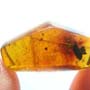 Rare Weevil In Dominican Amber