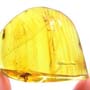 Rare Weevil In Dominican Amber