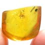 Rare Weevil In Dominican Amber