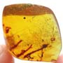 Rare Weevil In Dominican Amber