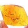Rare Weevil In Dominican Amber