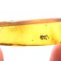 Rare Weevil In Dominican Amber