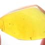 Rare Weevil In Dominican Amber