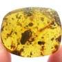 Rare Weevil In Dominican Amber