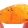 Rare Weevil In Dominican Amber