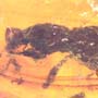 Rare Weevil In Dominican Amber