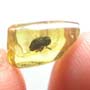 Rare Weevil In Dominican Amber