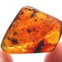 Rare Weevil In Dominican Amber