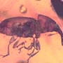 Rare Weevil In Dominican Amber