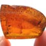 Rare Weevil In Dominican Amber