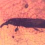 Rare Weevil In Dominican Amber