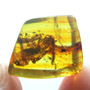 Rare Well Preserved Bug In Dominican Amber
