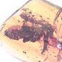 Rare Well Preserved Bug In Dominican Amber