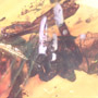 Rare Well Preserved Bug In Dominican Amber