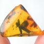Rare Well Preserved Flower Bud In Dominican Amber