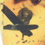 Rare Well Preserved Flower Bud In Dominican Amber