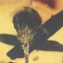 Rare Well Preserved Flower Bud In Dominican Amber
