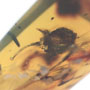 Rare Well Preserved Flower Bud In Dominican Amber