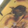 Rare Well Preserved Flower Bud In Dominican Amber