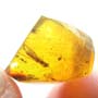 Rare Winged Termite With One Egg And Pteromalid Wasp In Dominican Amber