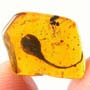 Rare Gnat Bug, Bud, Three Elongate Springtail And Worker Ant In Dominican Amber