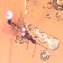 Rare Gnat Bug, Bud, Three Elongate Springtail And Worker Ant In Dominican Amber