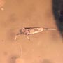 Rare Gnat Bug, Bud, Three Elongate Springtail And Worker Ant In Dominican Amber