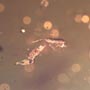 Rare Gnat Bug, Bud, Three Elongate Springtail And Worker Ant In Dominican Amber
