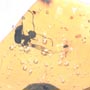 Rare Gnat Bug, Bud, Three Elongate Springtail And Worker Ant In Dominican Amber