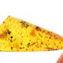 Rare Worker Ant And Isopod In Dominican Amber
