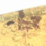 Rare Isopod And Worker Ant In Dominican Amber