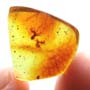 Rare Worker Ant Biting A Leg Of Another Worker Ant In Dominican Amber