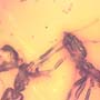 Rare Worker Ant Biting A Leg Of Another Worker Ant In Dominican Amber