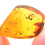 Rare Male Ant With Beetle Clinging On Its Head And Thrip On Its Wing In Dominican Amber