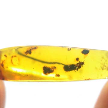 Rare Worker Ant Clinging On Top Of Flower Stamen In Dominican Amber
