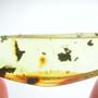 Rare Worker Ant Riding On A Botanical In Dominican Amber