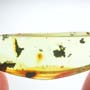 Rare Worker Ant Riding On A Botanical In Dominican Amber