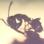 Rare Worker Ant Riding On A Botanical In Dominican Amber