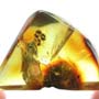 Rare Worker Ant Riding On Another Worker Ant In Dominican Amber