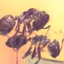 Rare Worker Ant Riding On Another Worker Ant In Dominican Amber