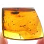 Rare Worker Ant With Fairy Fly Clinging On Its Leg In Dominican Amber