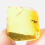 Rare Worker Ant With Mite On Its Mouth In Dominican Amber