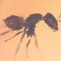 Rare Worker Ant With Mite On Its Mouth In Dominican Amber