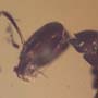 Rare Worker Ant With Mite On Its Mouth In Dominican Amber