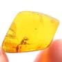 Rare Worker Ant With Thrip On Its Eye In Dominican Amber.