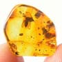 Rare Two Groups Of Fighting Worker Ant In Dominican Amber