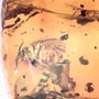 Rare Two Groups Of Fighting Worker Ant In Dominican Amber