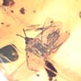 Rare Two Groups Of Fighting Worker Ant In Dominican Amber